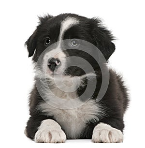 Border Collie puppy, 6 weeks old, lying