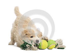 Border Collie puppy, 6 weeks old, playing with a dog toy