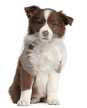 Border Collie puppy, 8 weeks old