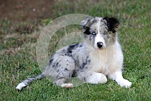 Border collie puppy