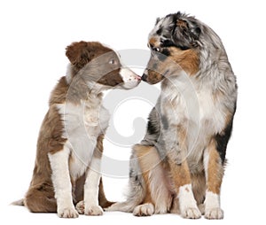 Border Collie puppy and Australian Shepherd puppy interacting in front of white background