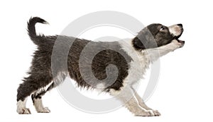 Border Collie puppy barking, isolated photo