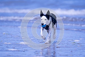 Border Collie puppy at the beach