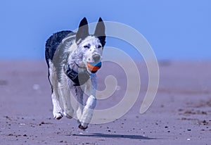 Border Collie puppy at the beach