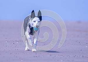 Border Collie puppy at the beach