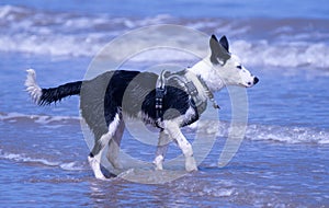 Border Collie puppy at the beach