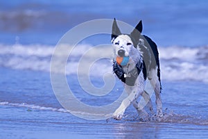 Border Collie puppy at the beach