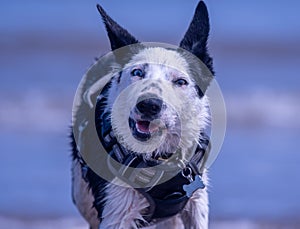 Border Collie puppy at the beach