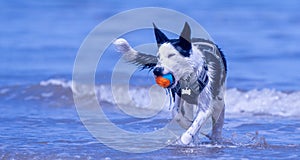 Border Collie puppy at the beach