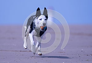 Border Collie puppy at the beach