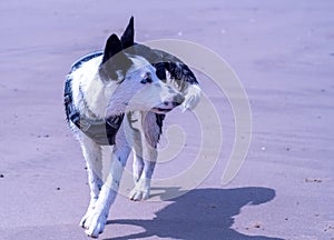 Border Collie puppy at the beach