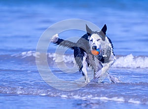 Border Collie puppy at the beach