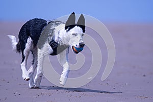 Border Collie puppy at the beach