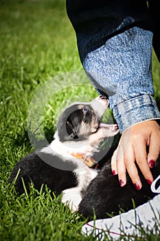 Border collie puppy is bitting hand of his owner.