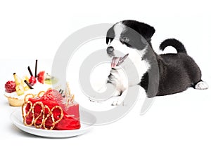 Border collie puppy and cake