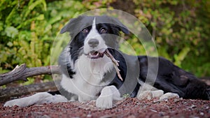 Border collie puppy chewing a stick