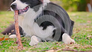 Border Collie puppy chewing a stick
