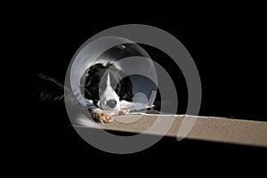 Border Collie puppy with a cone protective collar