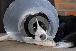Border Collie puppy with a cone protective collar