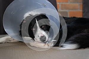 Border Collie puppy with a cone protective collar