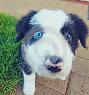 Border Collie