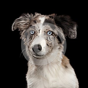 Border collie puppy in front of black background