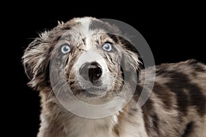 Border collie puppy in front of black background