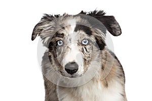 Border collie puppy in front of white background