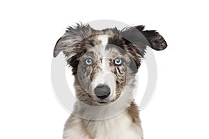 Border collie puppy in front of white background