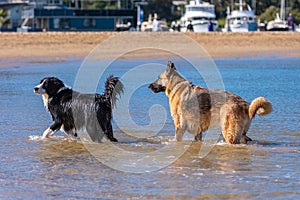 Border Collie puppy and German shepard playing in the water