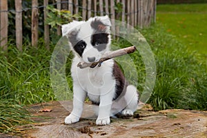 Border collie puppy on grass