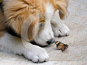 Border collie puppy looking at a butterfly photo