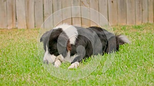 Border Collie puppy lying and chewing stick