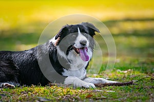 Border Collie puppy lying on the grass and chewing a stick