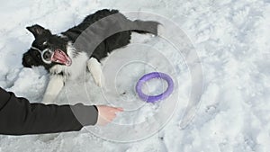 Border Collie puppy is lying in snow. Girl gives him command to spin