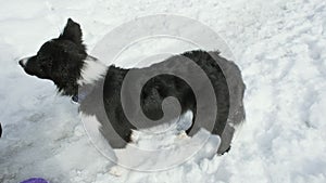 Border Collie puppy is lying in snow. Girl gives him command to spin