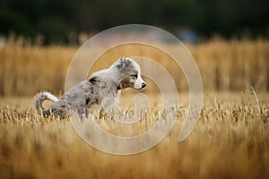 Border collie puppy pees in a stubblefield