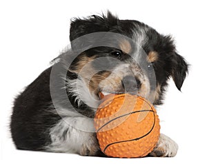 Border Collie puppy playing with toy basketball