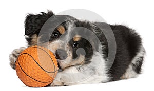 Border Collie puppy playing with toy basketball photo