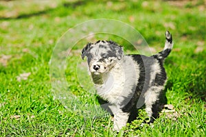 Border Collie puppy portrait standing in the backyard lawn