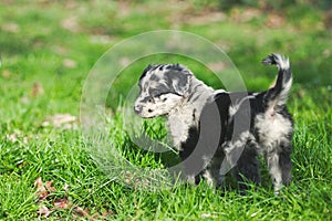 Border Collie puppy portrait standing in the backyard lawn