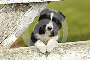 Border Collie Puppy Resting Paws on Rustic White Wooden Fence