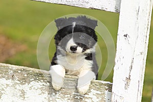 Border Collie Puppy Resting Paws on Rustic White Wooden Fence II