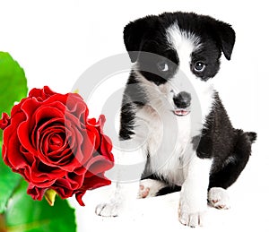 Border collie puppy and rose