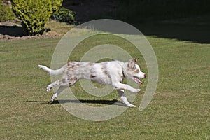 Border collie puppy running