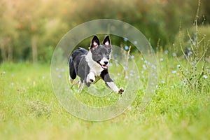 Border collie puppy running through a meadow