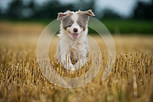 Border collie puppy running in a stubblefield