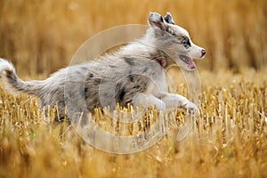 Border collie puppy running in a stubblefield