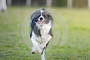 Border Collie puppy running towards the camera in a meadow