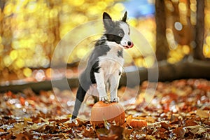 Border collie puppy stays on pumpkin